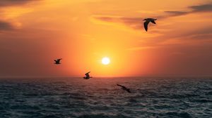 Превью обои закат, солнце, птицы, море, горизонт