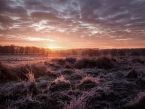 Превью обои закат, сумерки, пейзаж, трава, деревья