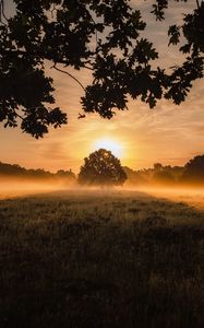 Превью обои закат, туман, дерево, лужайка, пейзаж