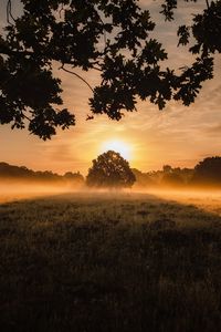 Превью обои закат, туман, дерево, лужайка, пейзаж