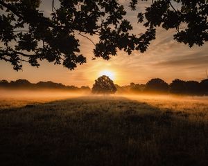 Превью обои закат, туман, дерево, лужайка, пейзаж