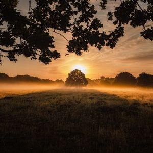 Превью обои закат, туман, дерево, лужайка, пейзаж