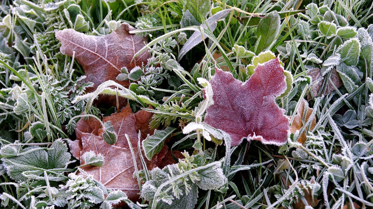 Обои заморозки, земля, мороз, трава, листья, осень