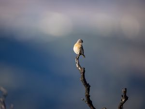 Превью обои западная сиалия, птица, ветка, размытие