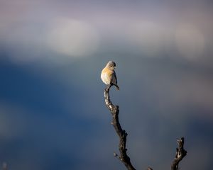 Превью обои западная сиалия, птица, ветка, размытие