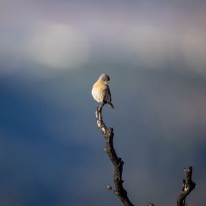 Превью обои западная сиалия, птица, ветка, размытие