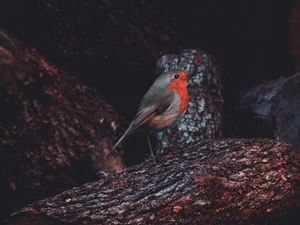 Превью обои зарянка, птица, бревно