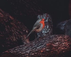 Превью обои зарянка, птица, бревно