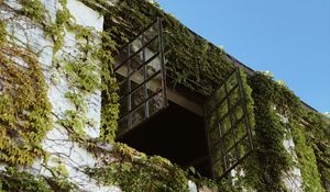 Превью обои здание, окно, плющ, листья, зеленый