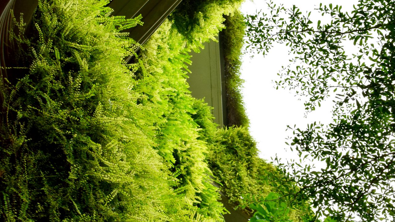Обои здание, папоротник, растения, кусты, зеленый