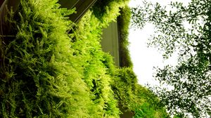 Превью обои здание, папоротник, растения, кусты, зеленый