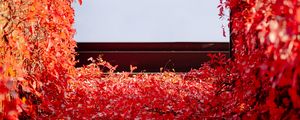 Превью обои здание, плющ, растение, красный, осень
