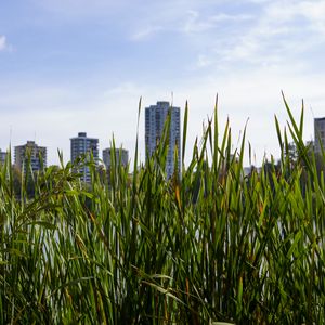 Превью обои здание, трава, город, растение