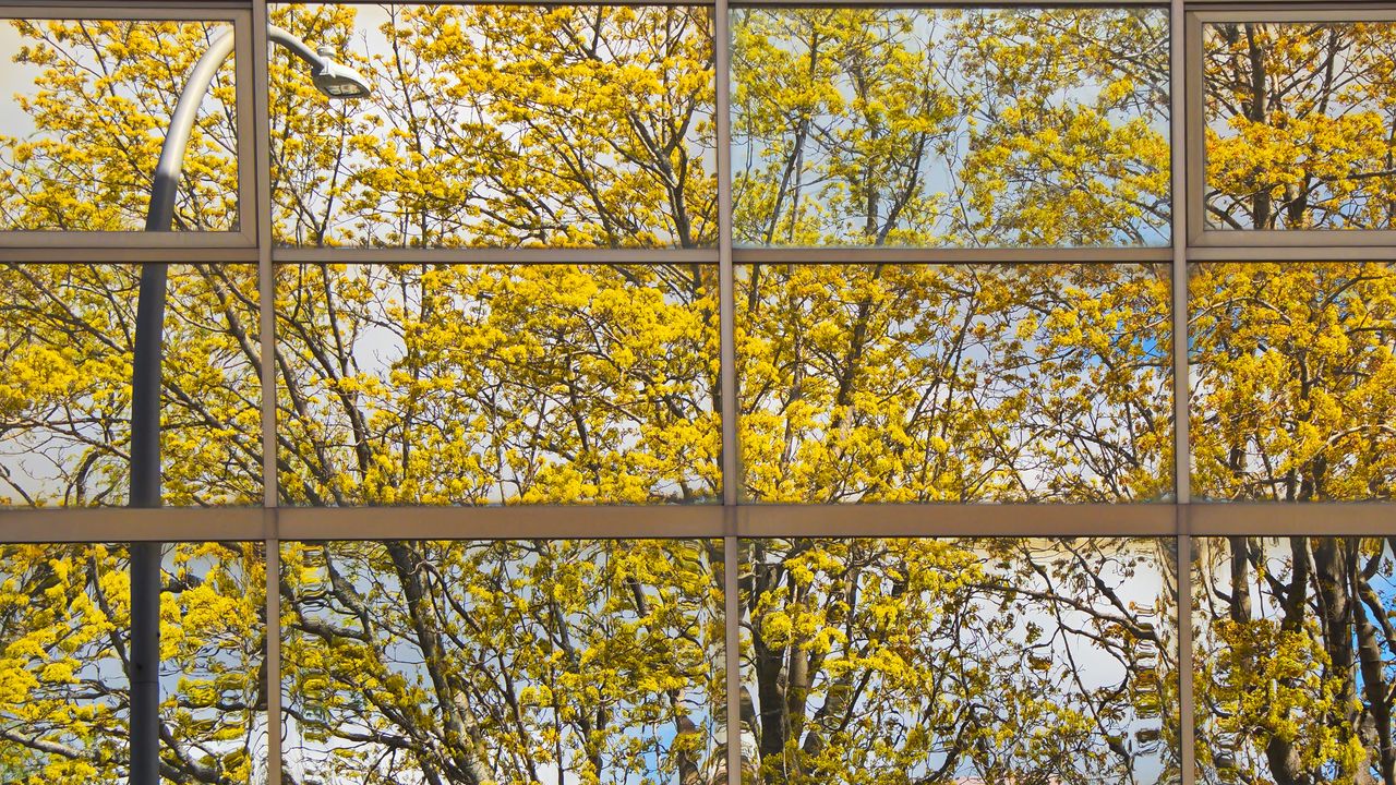 Обои здание, зеркало, дерево, отражение, осень