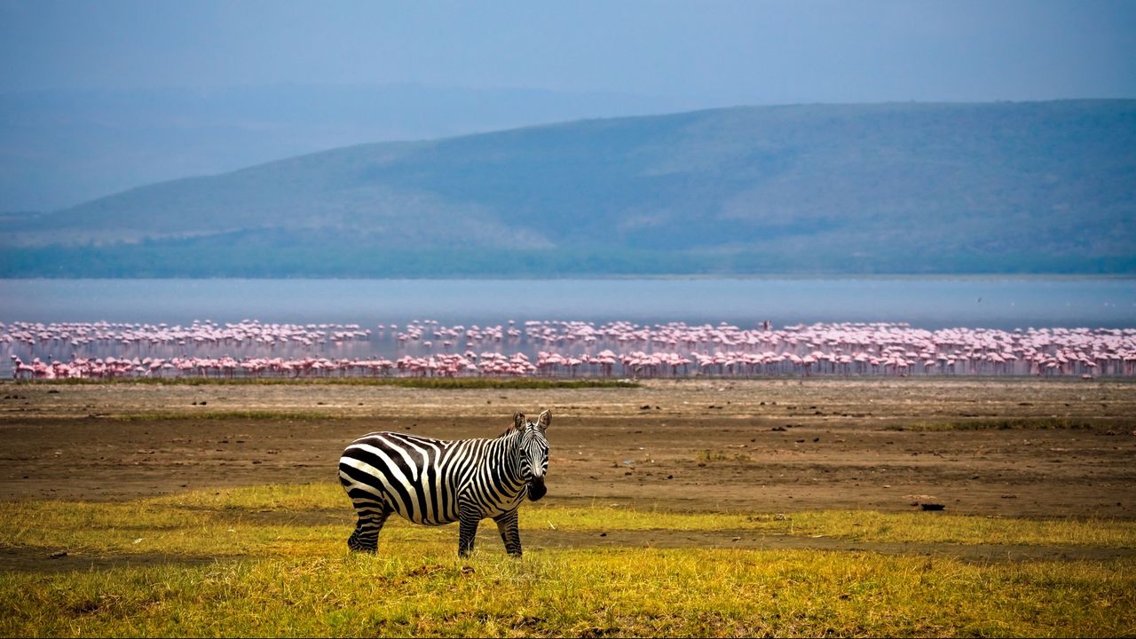 Обои зебра, африка, фон, озеро, фламинго
