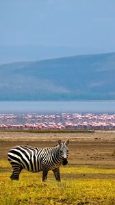 Превью обои зебра, африка, фон, озеро, фламинго
