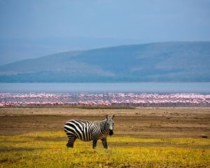 Превью обои зебра, африка, фон, озеро, фламинго