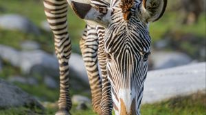 Превью обои зебра, дикая природа, животное, дикое животное