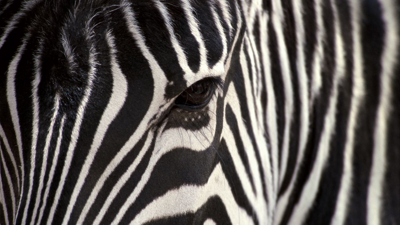 Обои зебра, глаза, полосы
