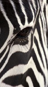 Превью обои зебра, глаза, полосы