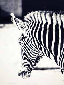 Превью обои зебра, голова, полоски, животное, черно-белый