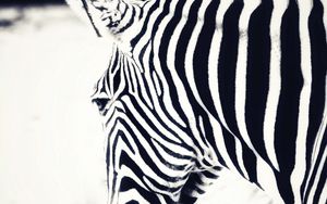 Превью обои зебра, голова, полоски, животное, черно-белый