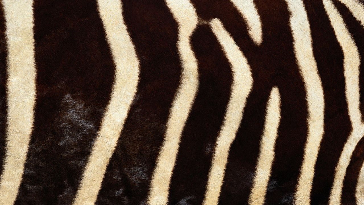 Обои зебра, мех, полосы, линии