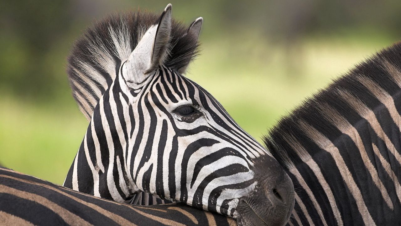 Обои зебра, окрас, полосатый, детеныш