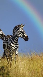 Превью обои зебра, пара, радуга, трава