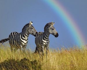 Превью обои зебра, пара, радуга, трава