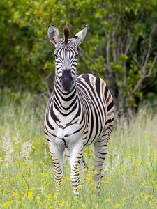 Превью обои зебра, поле, деревья, полосы, животное