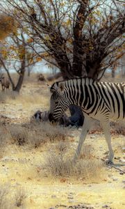 Превью обои зебра, природа, африка
