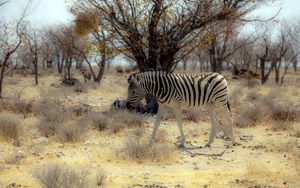 Превью обои зебра, природа, африка