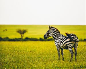 Превью обои зебра, саванна, дикая природа, животное, полосатый, зелень, трава