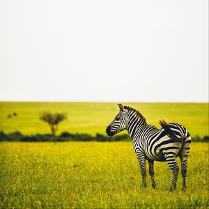 Превью обои зебра, саванна, дикая природа, животное, полосатый, зелень, трава