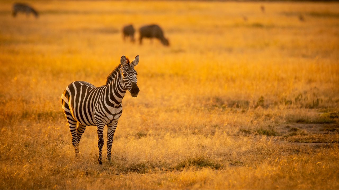 Обои зебра, саванна, животное, дикая природа