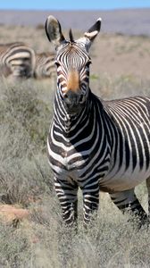 Превью обои зебра, взгляд, полосы, поле, животное
