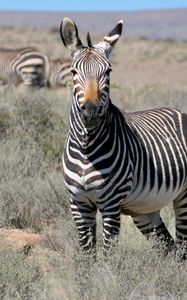 Превью обои зебра, взгляд, полосы, поле, животное