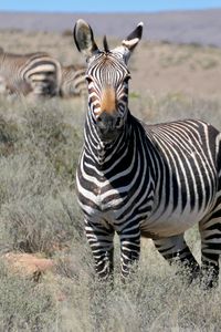 Превью обои зебра, взгляд, полосы, поле, животное