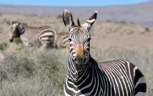 Превью обои зебра, взгляд, полосы, поле, животное