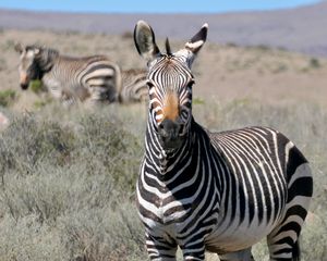 Превью обои зебра, взгляд, полосы, поле, животное