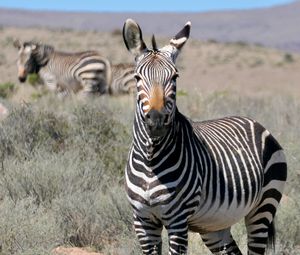 Превью обои зебра, взгляд, полосы, поле, животное