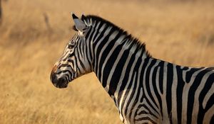 Превью обои зебра, животное, дикая природа, поле