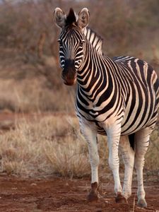 Превью обои зебра, животное, дикая природа, сафари