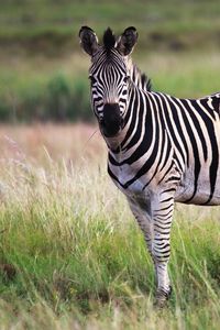 Превью обои зебра, животное, поле, дикая природа