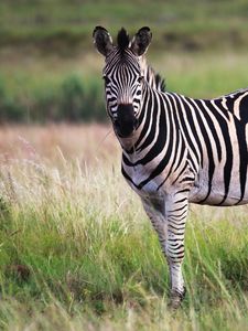 Превью обои зебра, животное, поле, дикая природа