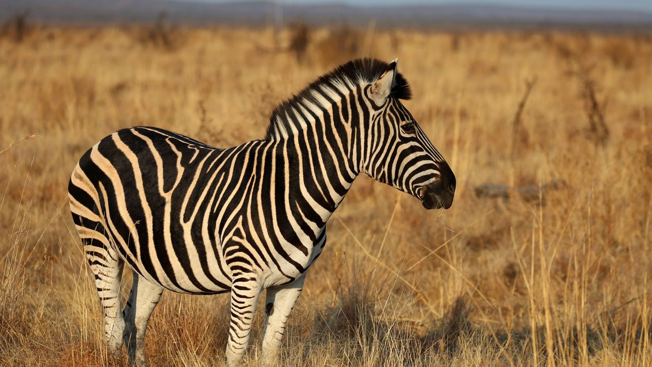 Обои зебра, животное, поле, трава, дикая природа