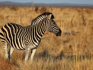 Превью обои зебра, животное, поле, трава, дикая природа