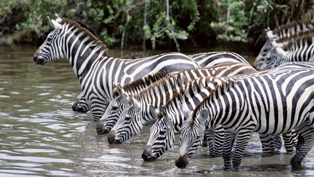 Обои зебры, вода, пить, жажда, стадо