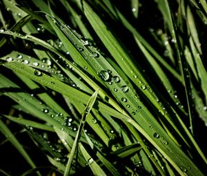 Превью обои зелень, трава, капли, дождь, макро